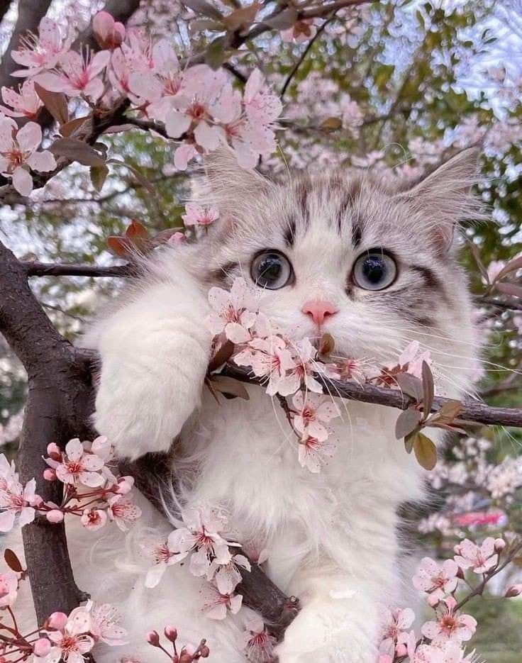 Котик в цветах