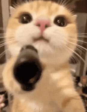 Котик с микрофоном