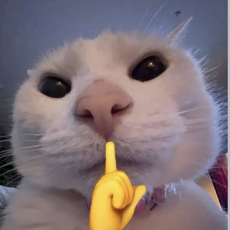 Котик просит тишины